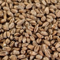 Weizenmalz® hell für Weizenmalz® hell für helle Weizenbiere EBC 3-5