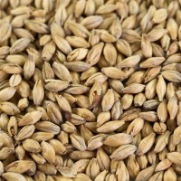 Pale Ale Malz für Pale Ale Malz für Lagerbiere und Ales EBC 5,5-7,5