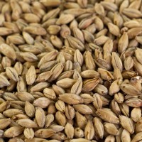 Wiener Malz für Wiener Malz für goldfarbiger Exportbiere EBC 7-9