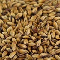 Caramelmalz Caramünch® 1 Caramelmalz Caramünch® 1 für dunkle Biere EBC 80-100