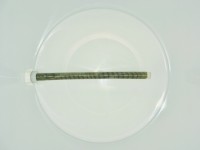 Läuterfreund 300 Läuterfreund 300